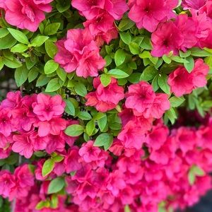 Meet your Posher, Inshirah